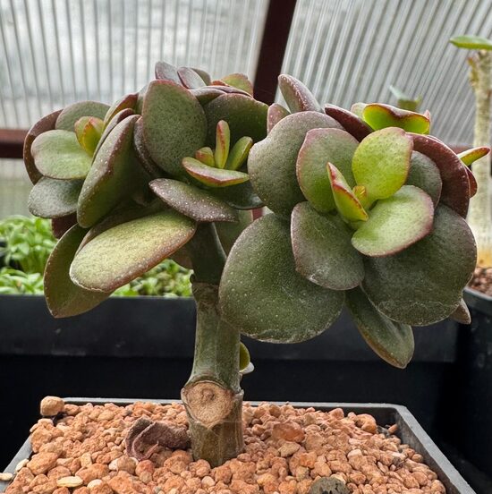 Crassula 7cm pods